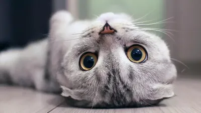Красивые кошки на аватарку - картинки и фото 