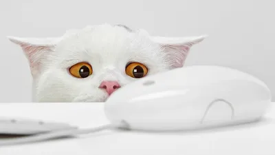Питомец с непростым нравом: что нужно знать о содержании сиамской кошки -  РИА Новости, 