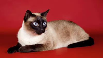 Почему кошки так странно себя ведут: десять повадок и их объяснение —  