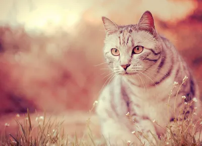 Почему кошки метят вещи? Правда ли, что кошки видят мир, неведомый  человеку? Почему кошки покидают дом, когда решают умереть? | Сельская  Газета | Дзен