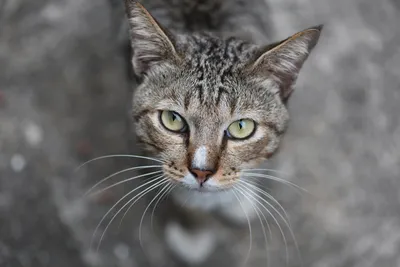 Скучает ли кошка без нас одна дома – думаем мы, жалея оставить кошку одну;  учёные решили узнать, что делают кошки, когда остаются дома одни и чем  занимаются коты, когда хозяев дома днем