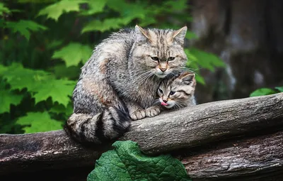 4 растения, от которых кошки сходят с ума | Котская жизнь | Дзен