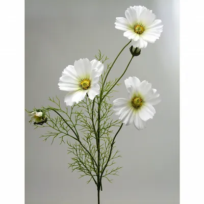 Космея цветок (59 фото) - 59 фото