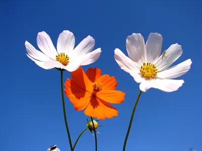 Космея цветок, космея фото | Цветущий сад | Дзен