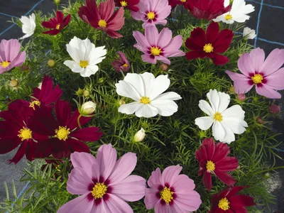 Космея дваждыперистая (Cosmos bipinnatus)