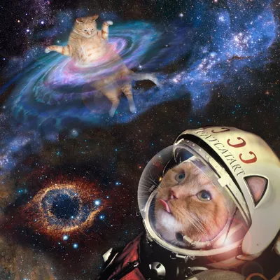 Космический кот (44 фото) | Мемы про котов, Смешные кошки, Сумасшедшие кошки
