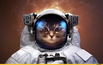 Рисунок по цифрам Космический кот (BRM21679) 40 х 50 см (ID#647588959),  цена:  ₴, купить на 