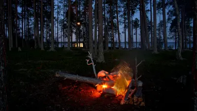 костер в лесу, топор для кемпинга рубить дрова, Hd фотография фото, завод  фон картинки и Фото для бесплатной загрузки