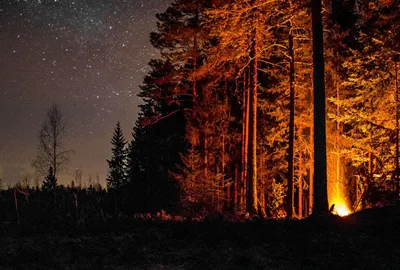 Фотографии костра в лесу: Атмосфера уюта на высоком разрешении (4K  качество, скачать JPG) | Костра ночью в лесу Фото №1348674 скачать