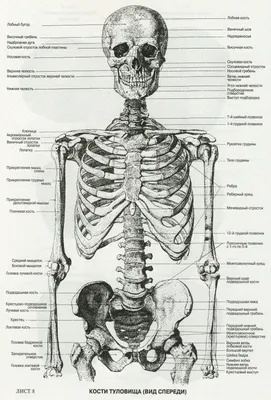 Кости рисунок - 39 фото