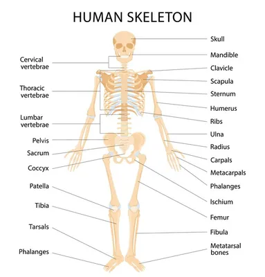 пластическая анатомия кости человека: 12 тыс изображений найдено в  Яндекс.Картинках | Научные плакаты, Медицинская иллюстрация, Преподавание  биологии