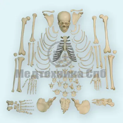 анатомия для художников - Поиск в Google | Человеческий скелет, Медицинская  иллюстрация, Анатомия