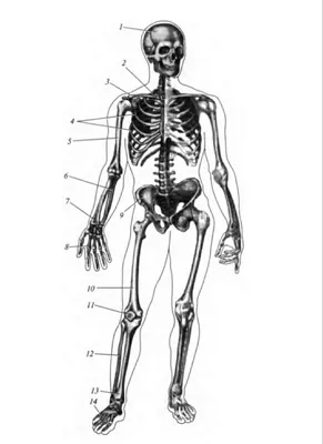Костная система человека | Про Науку | Дзен