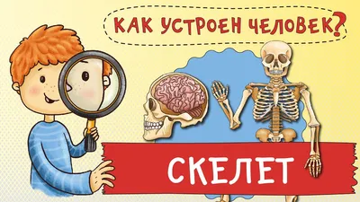 Скелетная система человека с надписями инфографики костей на белом фоне.  реалистичные желтые кости конечностей или черепа, туловище с позвоночником  и ребрами. изолированная скелетная система, вид спереди. вектор | Премиум  векторы