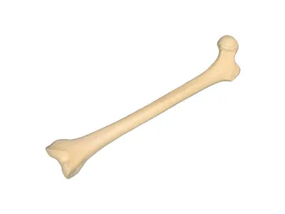 Миниатюрное искусственное украшение скелета человека, Искусственные кости  человека, украшение для Хэллоуина, реалистичные пугающие скелеты |  AliExpress