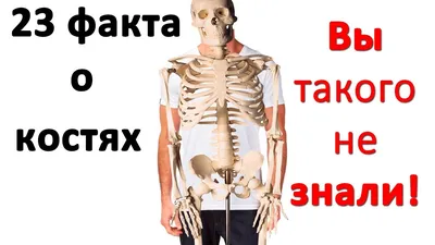 Кости предплечья (анатомия человека) плакат глянцевый А2+, плотная  фотобумага от 200г/м2 - купить с доставкой по выгодным ценам в  интернет-магазине OZON (262895556)