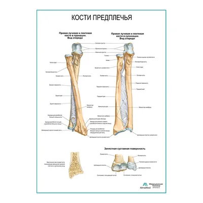 Скелет человека - Kenhub