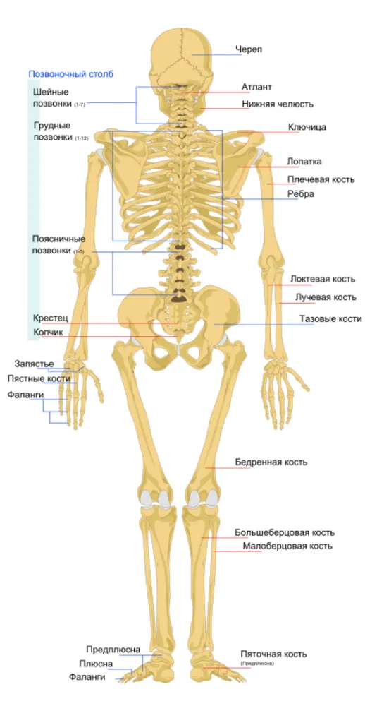 Длинные кости скелета человека