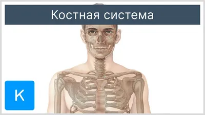 Особенности скелета верхних и нижних конечностей, скелет туловища человека