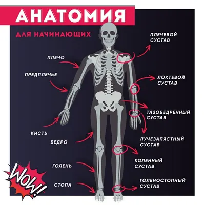 Несколько интересных фактов о костях человека - 