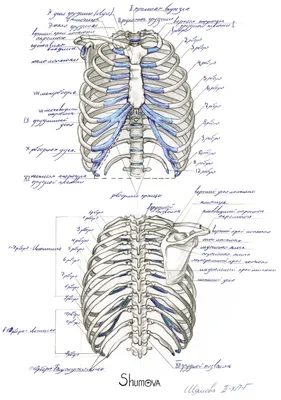 Анатомический скелет человека, модель украшения скелетной кости,  медицинская помощь для обучения, художественный эскиз, кукла, детские  игрушки | AliExpress