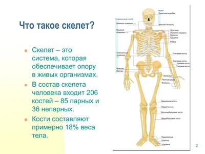 Книга Популярный анатомический атлас по Никите Жукову: кости и мышцы. -  купить в Книги нашего города, цена на Мегамаркет