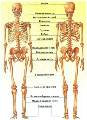 Интересные факты о костях человека | World facts (Мировые факты) | Дзен