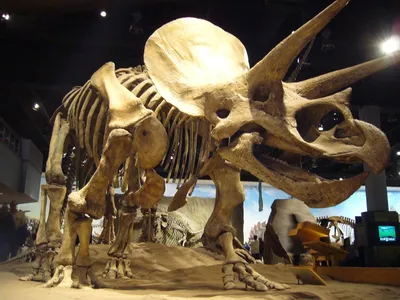 А вы знали, что кости динозавров - это не кости?