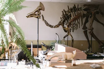 Затерянный мир»: как в Приамурье изучают останки последних динозавров |  Такие дела