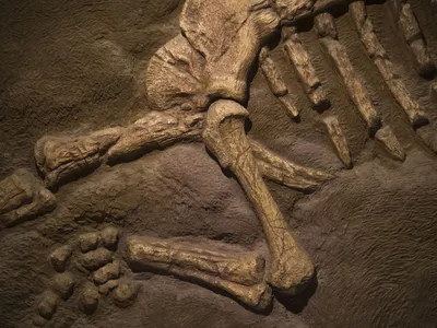 Кости динозавров картинки