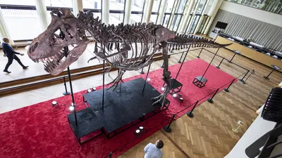 В пустыне Кызылкум найдены останки "царя динозавров" - Российская газета
