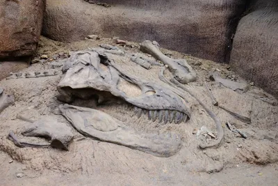 В Шотландии на побережье случайно нашли кость динозавра