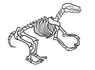 Динозавров придумали? Ученые объяснили, почему кости рептилий так трудно  найти. Читайте на 