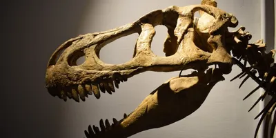 Полые внутри кости появились у динозавров ещё 225 миллионов лет назад |  Вымершие животные вики | Дзен