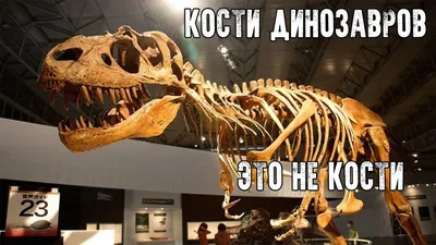 В каких странах надо искать кости динозавров и можно ли на этом заработать?  - 