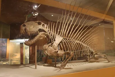 Мексиканские ученые обнаружили новый вид динозавра - РИА Новости, 