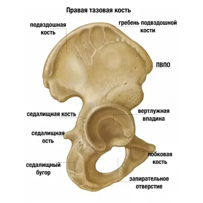 Кости таза, бедренная кость, соединение плакат глянцевый А1/А2 › Купить  оптом и в розницу › Цена от завода