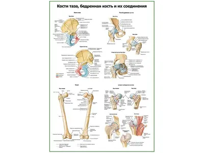 Нормальная анатомия мужского таза | Ассоциация врачей МРТ и КТ