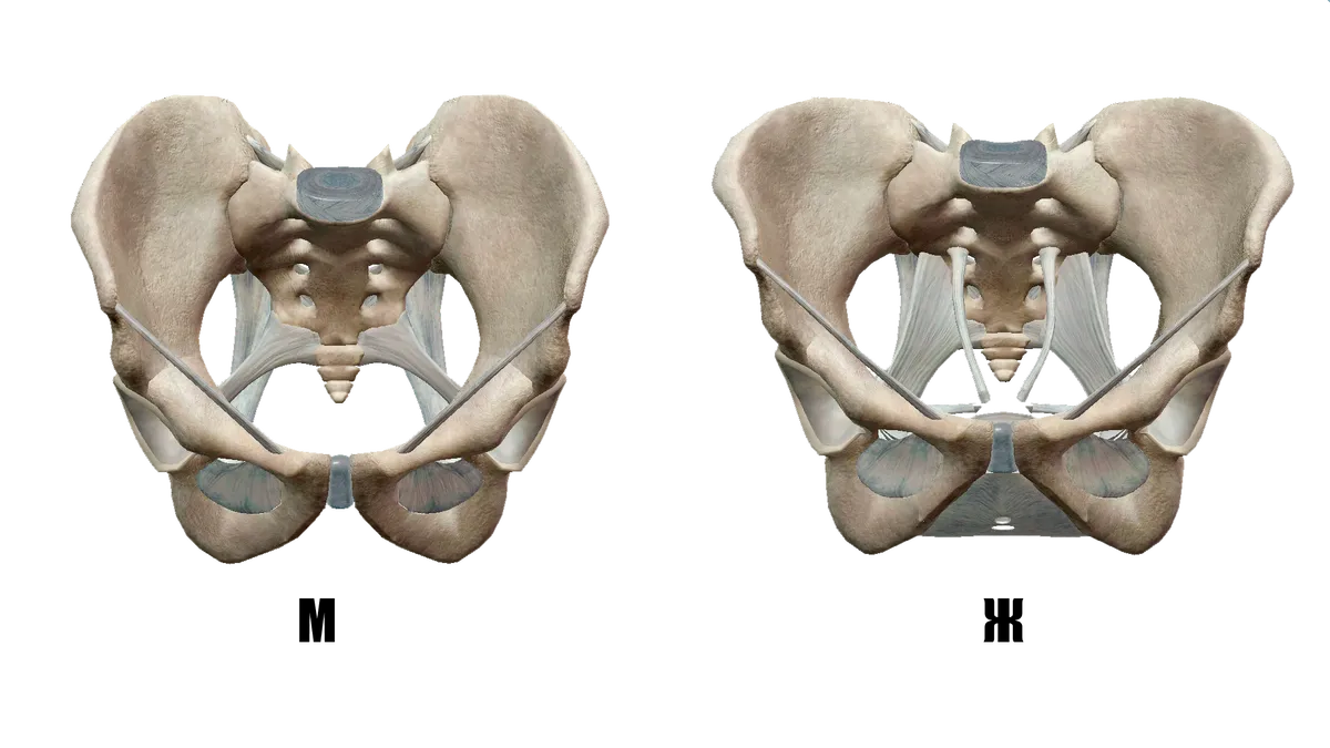 Мужская кость. Мужской таз. Мужской и женский таз. Строение таза у женщин. Женский таз анатомия.