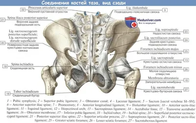 Анатомия: Соединения костей таза