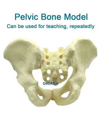 Женский таз : нормальная анатомия | e-Anatomy