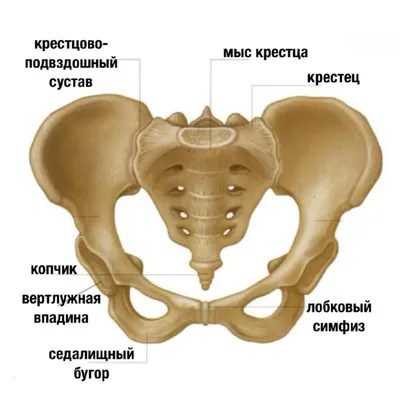 Перелом костей таза - признаки, причины, симптомы, лечение и профилактика -  