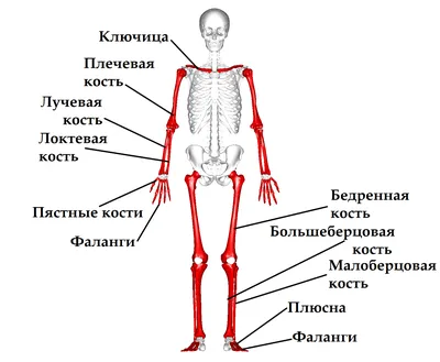 Композитная модель бедренной кости человека (раздел «Ортопедические  модели») | Купить учебное оборудование по доступным ценам в ПО «Зарница»