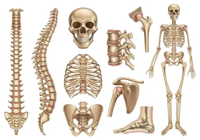 Кости кисти - e-Anatomy - IMAIOS