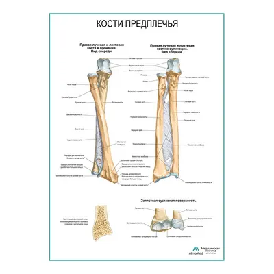 Кости кисти 3D модель - Скачать Анатомия на 