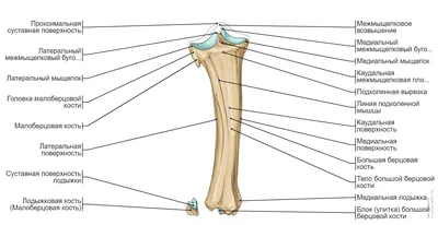 Костная система крупного рогатого скота : нормальная анатомия | vet-Anatomy