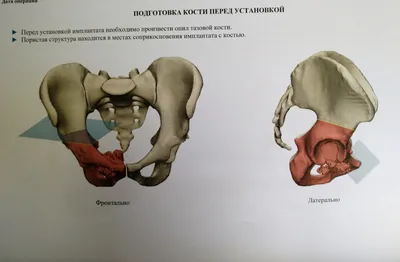 Структура костной ткани и кровообращение