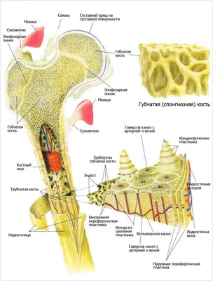 Метастазы в кости – что это за болезнь, 💉 лечение, симптомы и 🔬  диагностика на МЕД Zoon