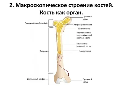 Скелет человека — Википедия