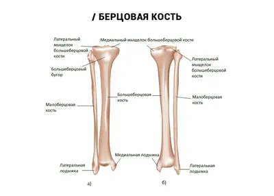 Блог клиники современной ортопедии и травматологии Ladisten